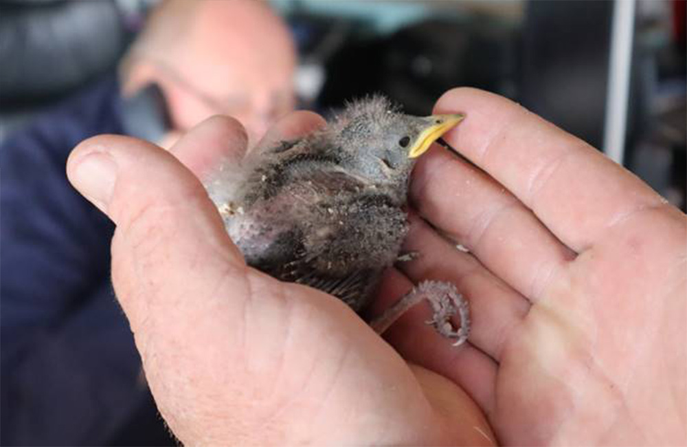 Dont be a Galah, Save a Hawk